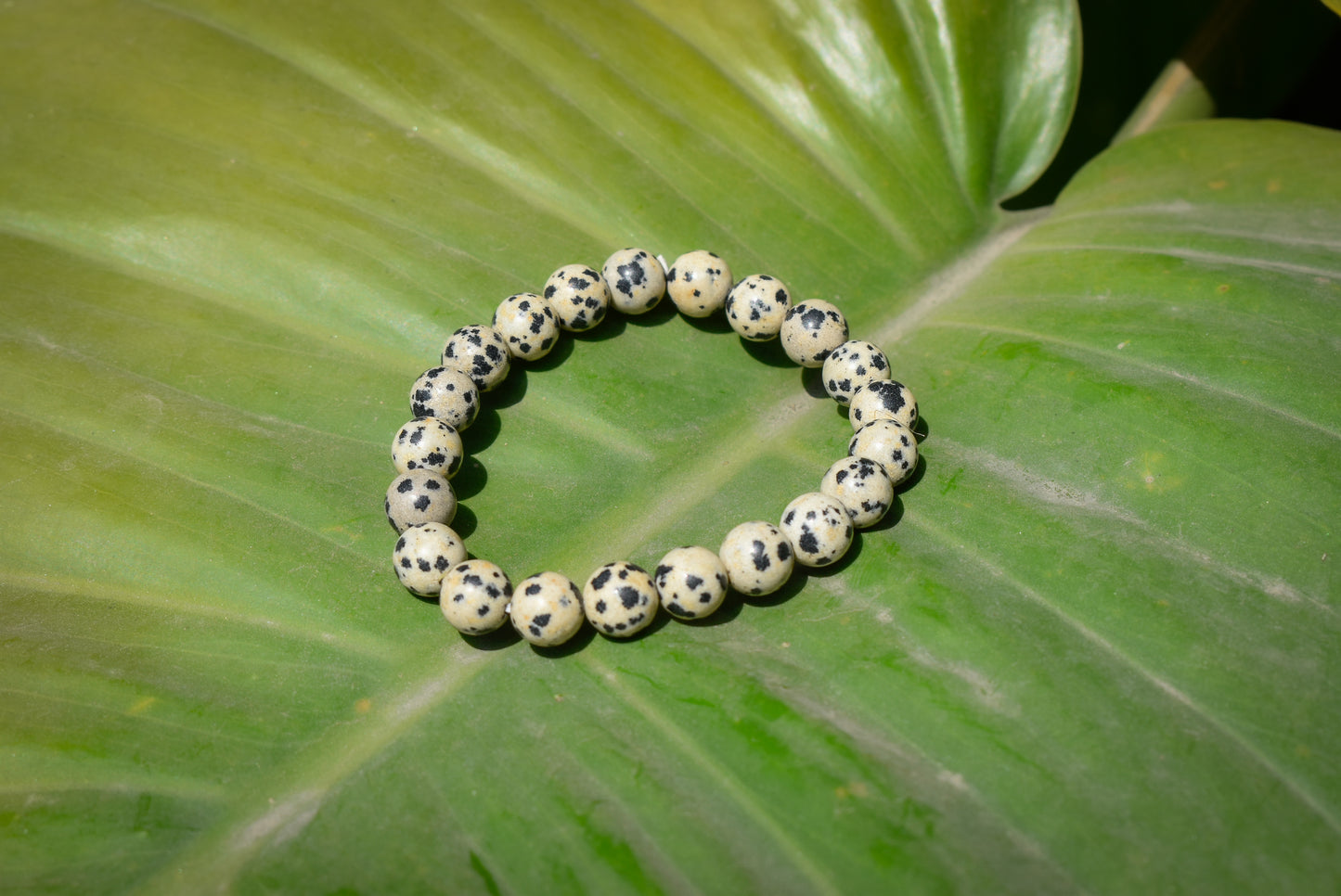 Dalmatian Jasper Bracelet