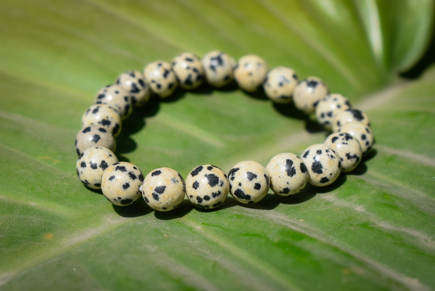 Dalmatian Jasper Bracelet